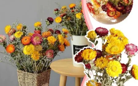 Top 7 Best Dried Flowers in the Philippines