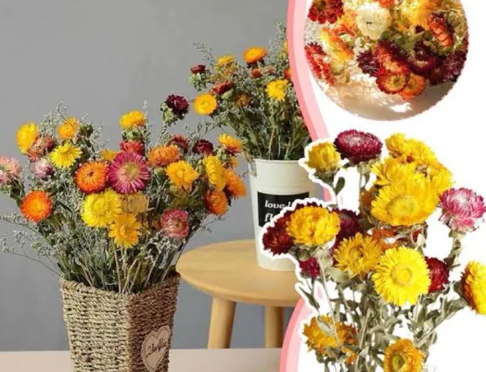 Top 7 Best Dried Flowers in the Philippines