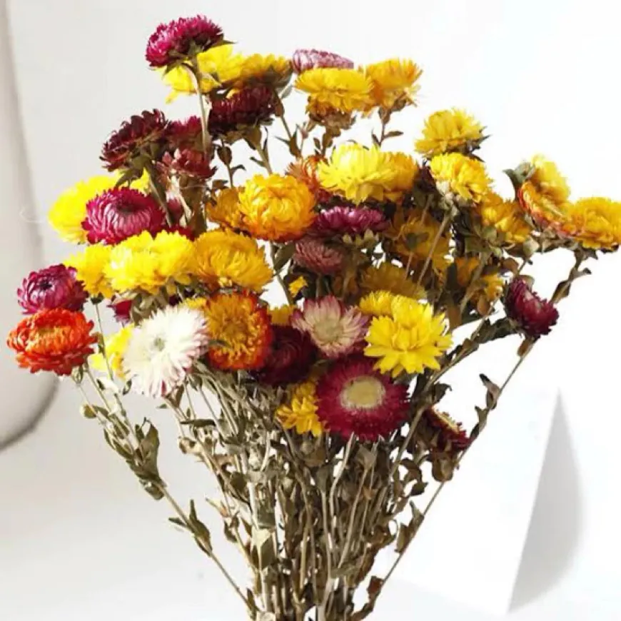 Imported Real Dried Everlasting